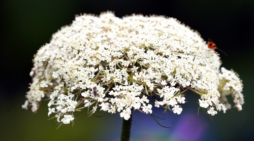 Wildkarotte daucus carotte - wildkarotte,