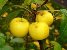 Holzapfel malus sylvestris - malus,