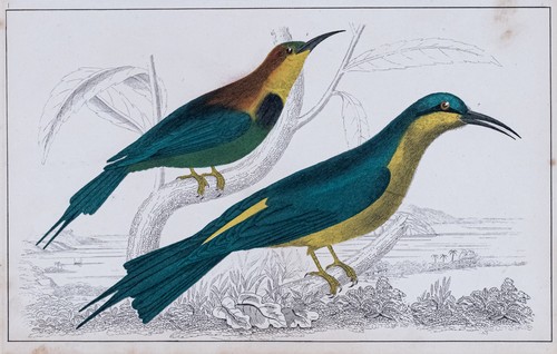 Bienenfresser bee eater - bienenfresser, bee-eater