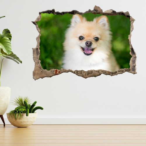 Pomeranian welpe hund haustier - hund,