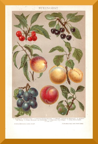 Kernobst 130 jahre alter - +130,
