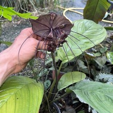 Tacca Chantrieri