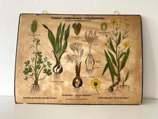 Lehrtafel - antike Schulwandkarte - Wandbild mit Pflanzen