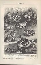 Lithografie 1905: Frösche I/II. Springfrosch Kaulquappe Laubkleber Kröte Unke