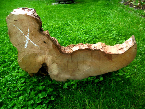 Baumscheibe astscheibe - baumscheibe,
