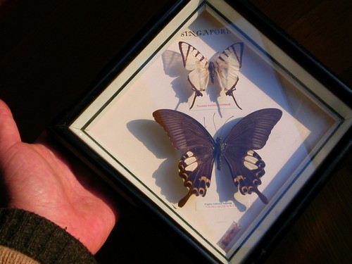 Schmetterling im - x,