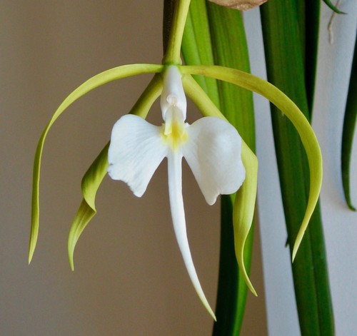 Epidendrum species duft - epidendrum, 4n