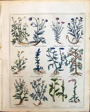 Old Herbs Saxifrage Scabious