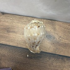 Helmschnecke Muschel ca
