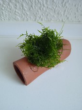 Fronteingangshöhle terrakotta