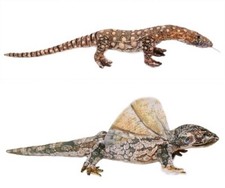 1 Plüschtier Waran 87 cm o