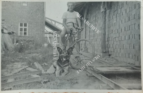 Foto deutscher schäferhund - deutscher,