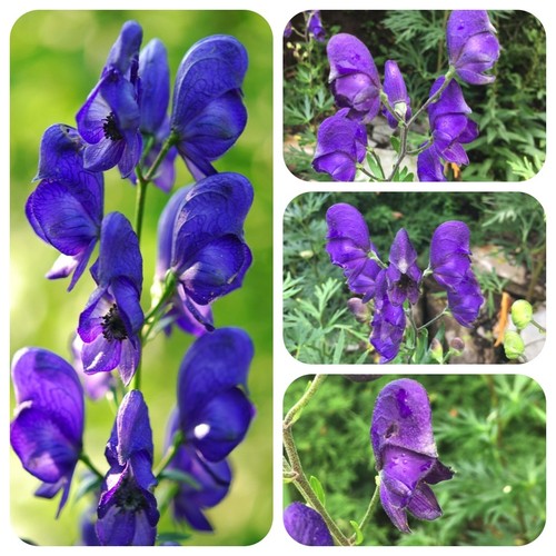 Blauer eisenhut aconitum - blauer,