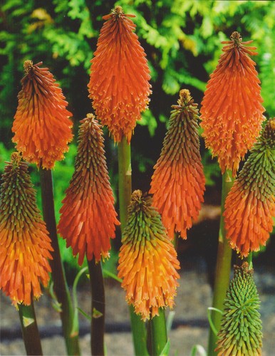 Kniphofia alcazar fackellilie - alcazar,