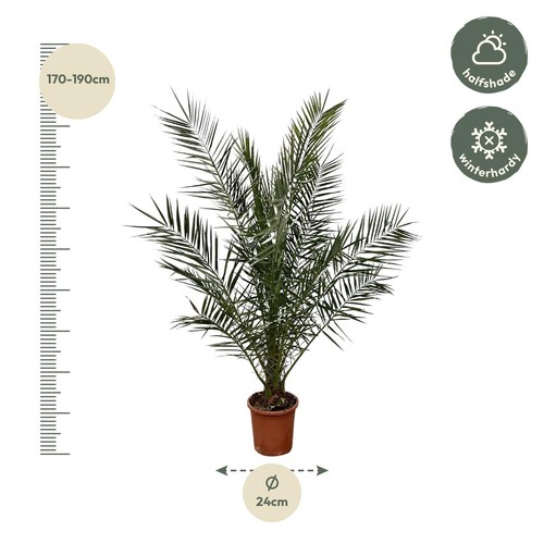Phoenix canariensis kanarische - canariensis,