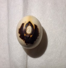 Sehr schöne Monstranzbohnen -