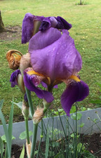 Set 5 Rhizome der deutschen Schwertlilie, lila (Iris Germanica) Bartiris