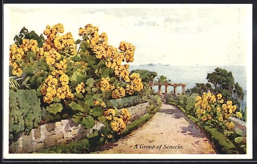 Madeira gruppe von - madeira,,