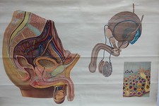 Alte große Lehrtafel "Die Beckenorgane d. Mannes" Unterricht Wandkarte Rollkarte