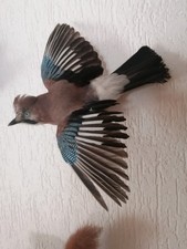 Tierpräparat Eichelhäher