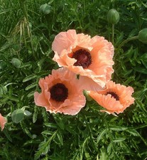 Türkischer Mohn Catharina -