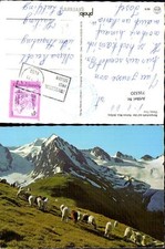 716320 Bergschafe auf der