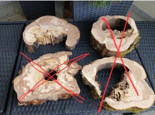 Deko kernfaule gestockte - , hohle