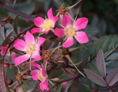 Samen hechtrose rosa glauca - 50,