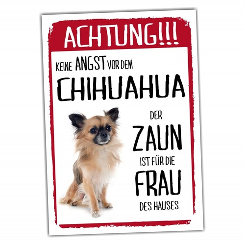 Chihuahua langhaar dog - langhaar,