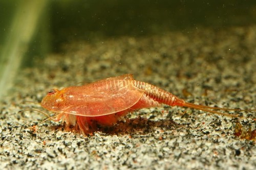 Rote triops zum selber - rote,