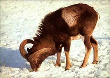 DJH Spenden-AK Jugendherbergs-Spende Motiv Tiere Animals MUFFLON Postkarte color