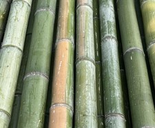 Bambusrohr 300cm naturgrün