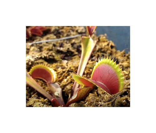 Dionaea muscipula red shark - 3x,