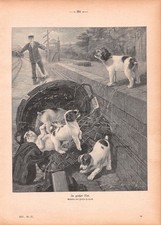In großer Not - John Hayes - 1907 - Historischer Holzstich Hundebabys ~21x30cm
