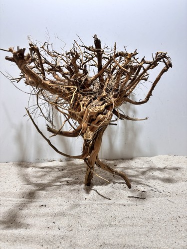 Aquariumwurzel etosha tree - tree,