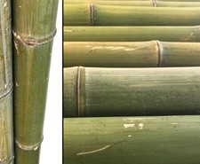 Bambusrohr Moso naturgrün