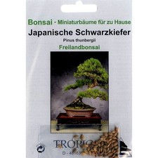Bonsai samen japanische - bonsai,