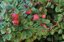 100 x Cotoneaster dammeri 'Stribs Findling‘ (Bodendecker)