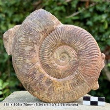 SELTEN 5" Podagrossiten