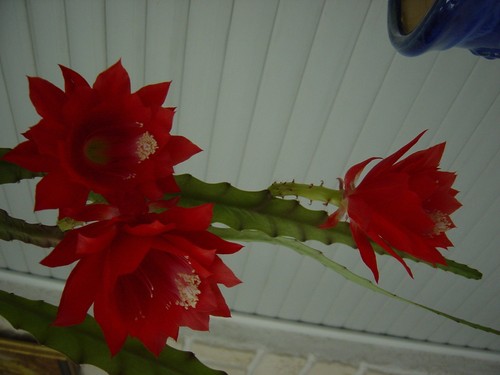 Epiphyllum rot blattkakteen - ,
