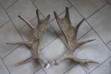 Elch Abwurfstange Geweihstange