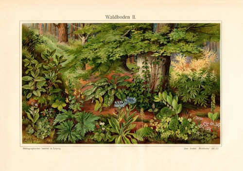 Waldboden historischer - ii.,
