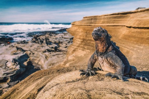 Wandbild galapagos inseln - wandbild:, galapagos-inseln