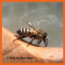 🐝 Bienenfutter invertiert