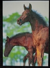 Pferdepostkarte, AK Pferde