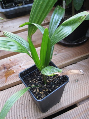 Hanfpalme trachycarpus kumaon - hanfpalme,