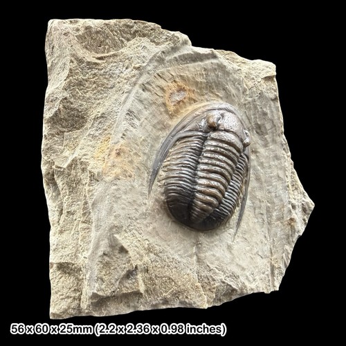 Seltener cornuproetus cornutus - cornuproetus,