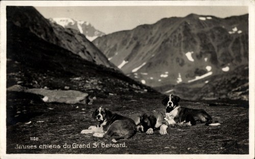 Bernhardiner junge hunde - ak,