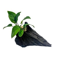 AquaOne Anubias barteri Pflanze auf Mangrovenwurzel Aquarium Deko Aquascaping