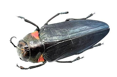 Buprestidae belionota - buprestidae,,